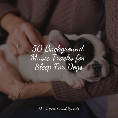 50 Background Music Tracks for Sleep For Dogs_poster_image