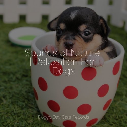 Sounds of Nature | Relaxation For Dogs_poster_image