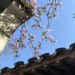 金石声慢