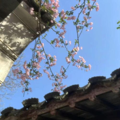 金石声慢