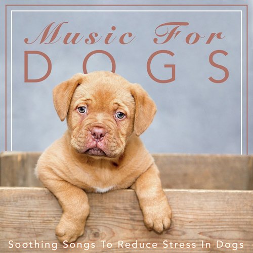 Music For Dogs: Soothing Songs to Reduce Stress in Dogs