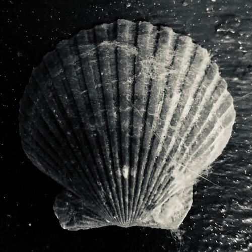 The Shallows cover art