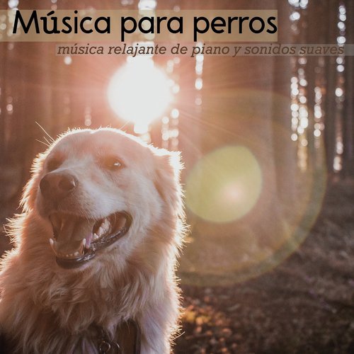 Música para perros: música relajante de piano y sonidos suaves
