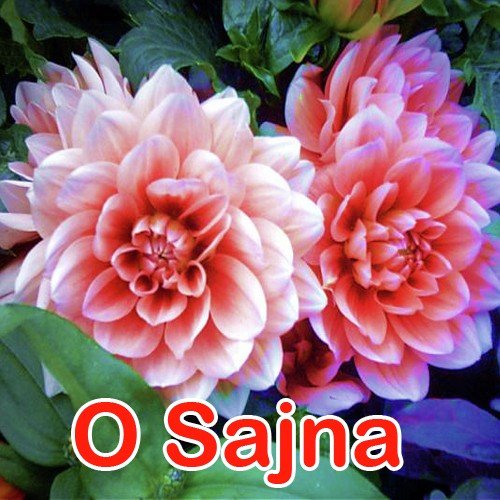 O Sajna