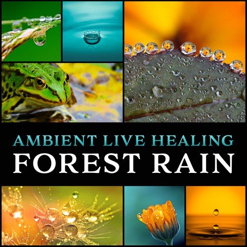 Ambient Live Healing Forest Rain: Soothing Sounds of Rain for Rest, Sleep, Yoga Relaxation, Massage, Pure Zen Forest Therapy