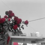 You and Me until we die