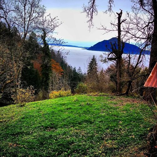ça sent l'sapin pis l'herbe coupée cover art