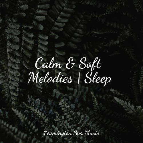 Calm & Soft Melodies | Sleep