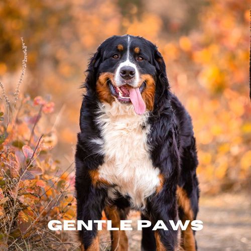 Gentle Paws_poster_image