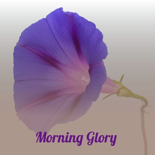 Morning Glory