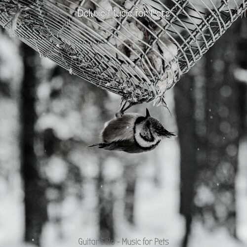 Guitar Solo - Music for Pets