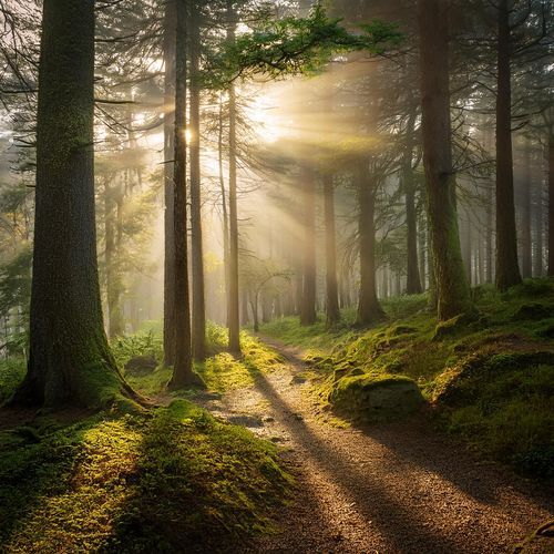 Sala De Relajación: Melodías Suaves Para La Paz