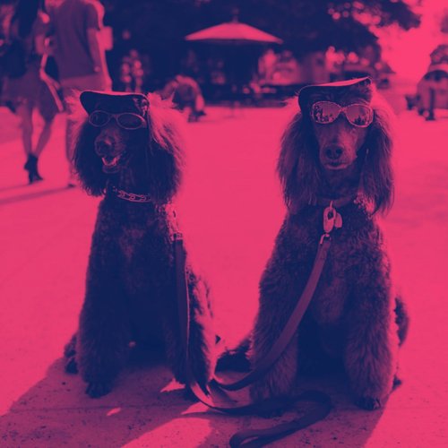 Dog Anxiety (Memories) cover art