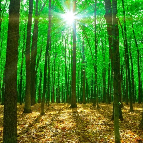 Natural Forest Sounds cover art