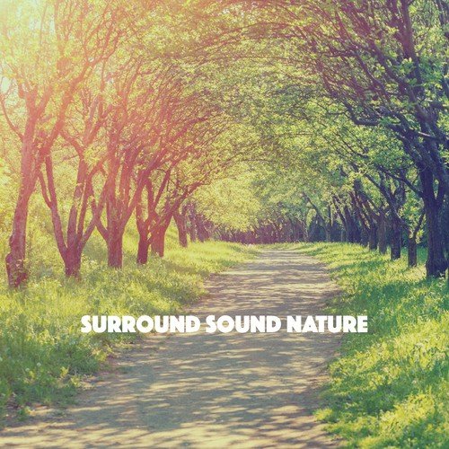 Rain Sound: Sounds of Nature
