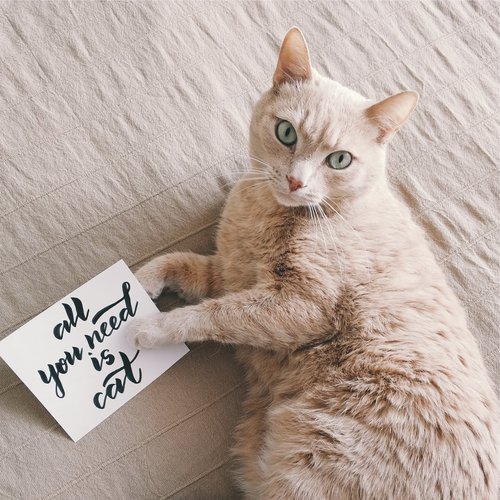 100 Namaste Cat Music Sounds