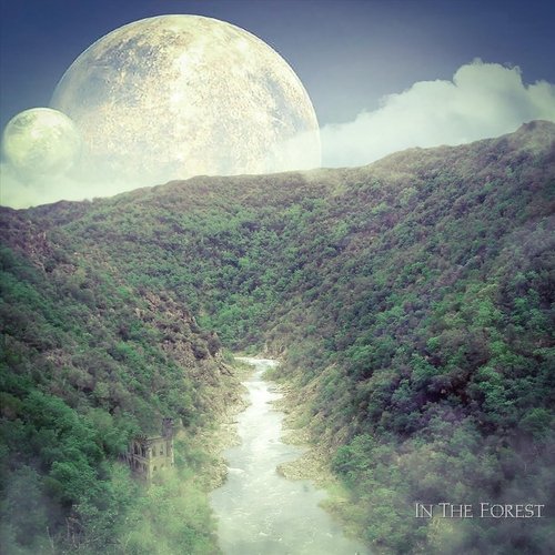 In the Forest cover art