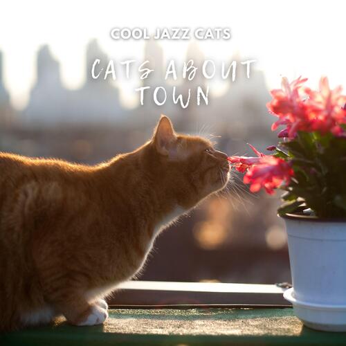 Cool Cats and Kittens