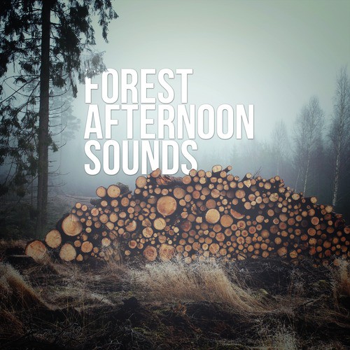 Forest Afternoon Sounds