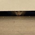 Monster (original by IRENE &amp; SEULGI)