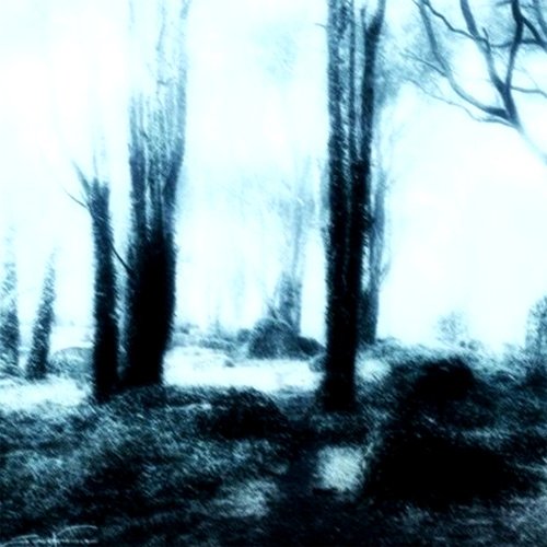 Aokigahara