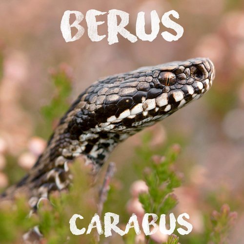 Berus cover art