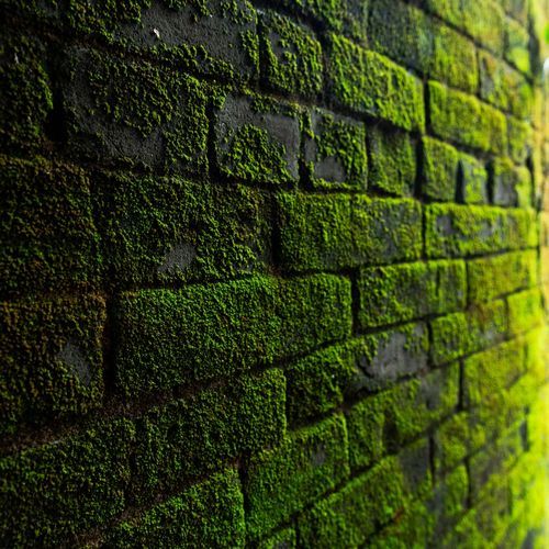 lamas verdes