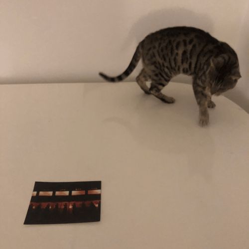 Fat Cat cover art