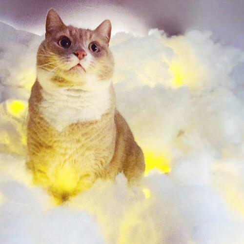 Cat Relax cover art
