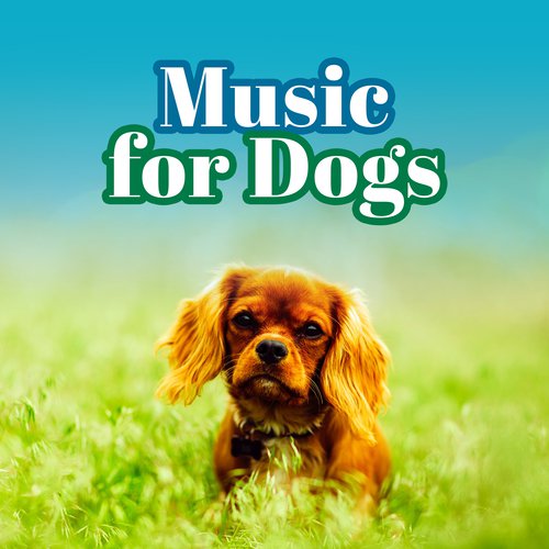 dog music library doggy dreams