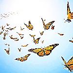 Butterflies