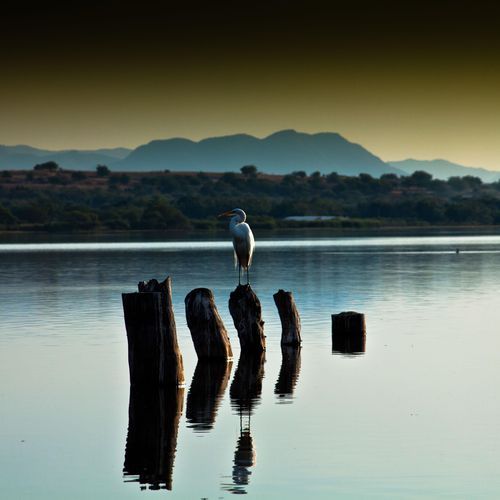 Habitante cover art