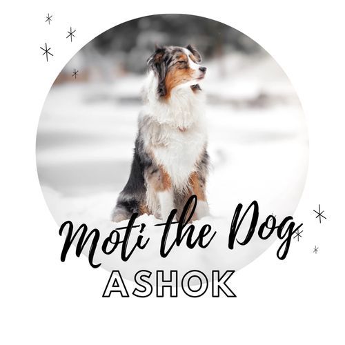 Moti The Dog