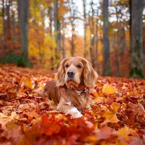 Melodía Relajante Del Perro