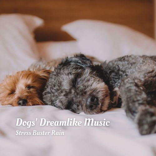 Dogs' Dreamlike Music: Stress Buster Rain