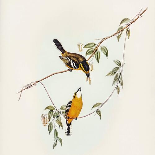 Afternoon With Chiffchaff, Chaffinch And Treekeper cover art