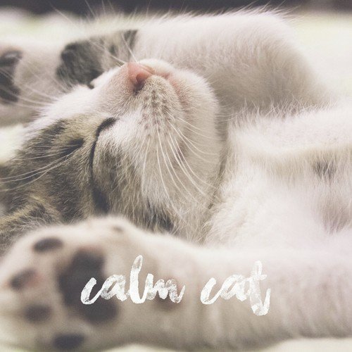 Calm Cat