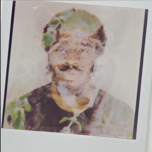 koyote cover art