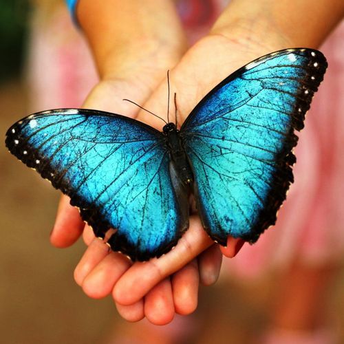 Mariposa cover art