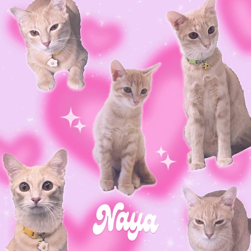 Naya
