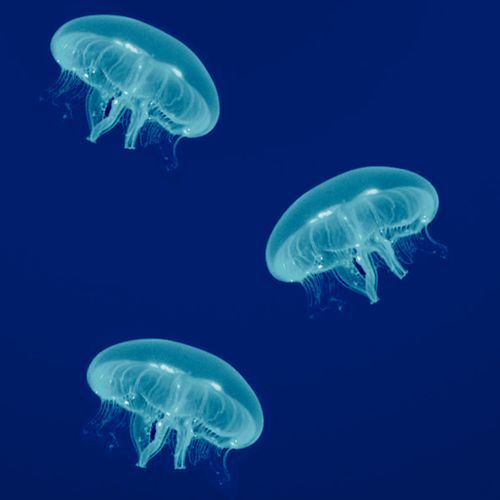 Baby Blue