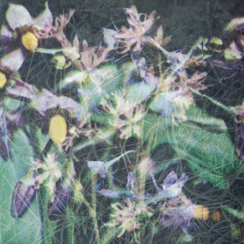 Between The Seed And The Timber