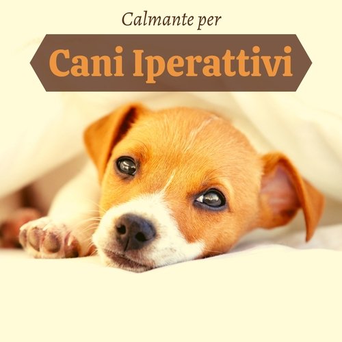 Musica per mandare a dormire i cani