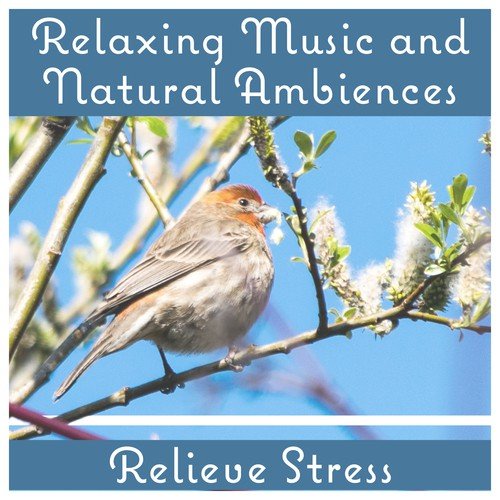 Nature Sounds to Relieve Stress