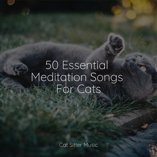 50 Essential Meditation Songs For Cats_poster_image