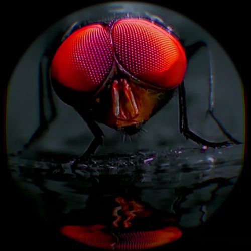 Mosca muerta cover art