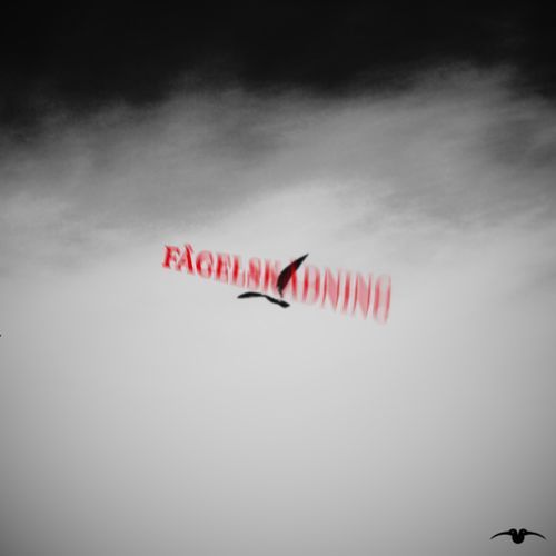 Fågelskådning cover art