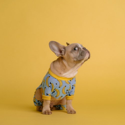 Relaxation for dogs cover art