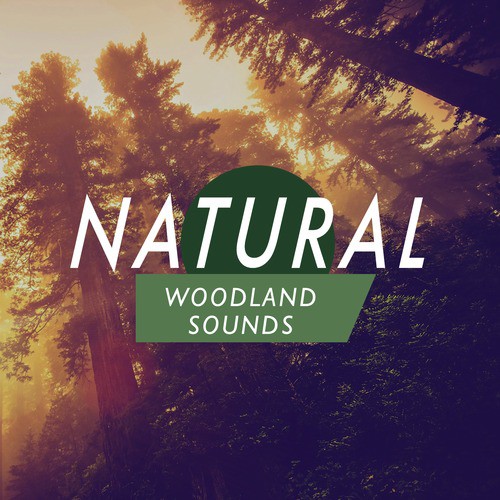 Natural Woodland Sounds_poster_image