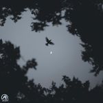 quiet orbit
